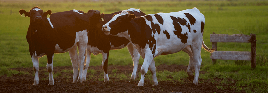 corn for dairy cow protein