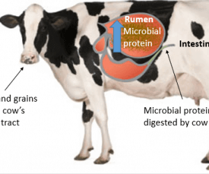 Proteínas microbianas del ganado lechero