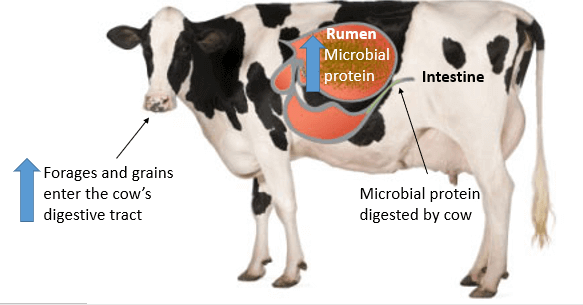 Proteínas microbianas del ganado lechero