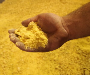 ExPress Soybean Meal
